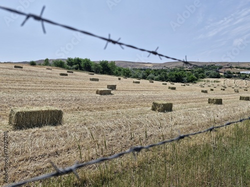 hay bales in a field