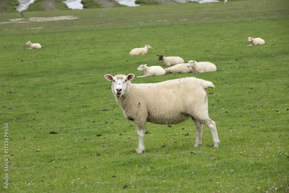 Fototapeta premium Curious sheep standing on pasture with several sheep lying in green grass