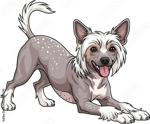 Chinese Crested Dog playful cute bow pose vector illustration
