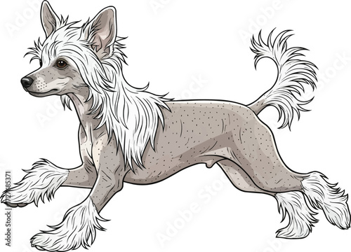 Chinese Crested Dog running side view vector illustration