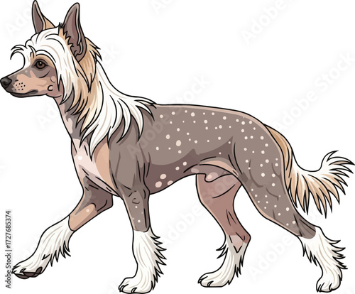 Chinese Crested Dog walking trotting side view illustration