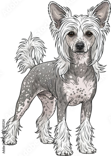 Chinese Crested Dog standing facing front vector illustration