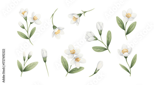 White watercolor jasmine flowers with leaves. Elegant botanical watercolor jasmine set for textile print.