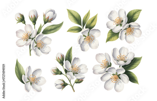 White watercolor jasmine flowers with leaves. Elegant botanical watercolor jasmine set for textile print.
