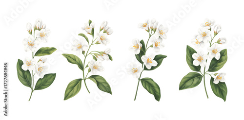 Jasmine flower branches with green leaves in watercolor. jasmine blossoms isolated botanical floral set.
