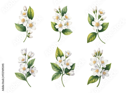 Jasmine flower branches with green leaves in watercolor. jasmine blossoms isolated botanical floral set.
