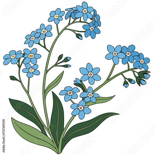 forget me not blue flowers with leaves