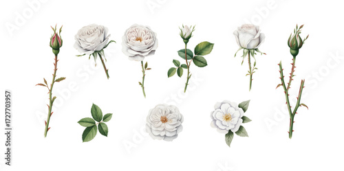 White watercolor rose blossoms and buds with leaves.