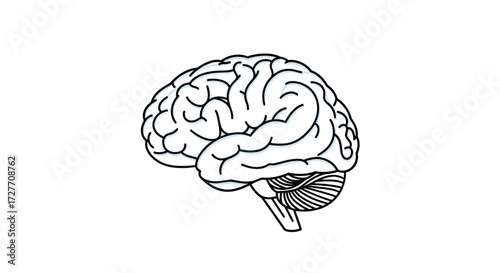 Anatomical Illustration of a Human Brain with Detailed Gyri and Sulci.