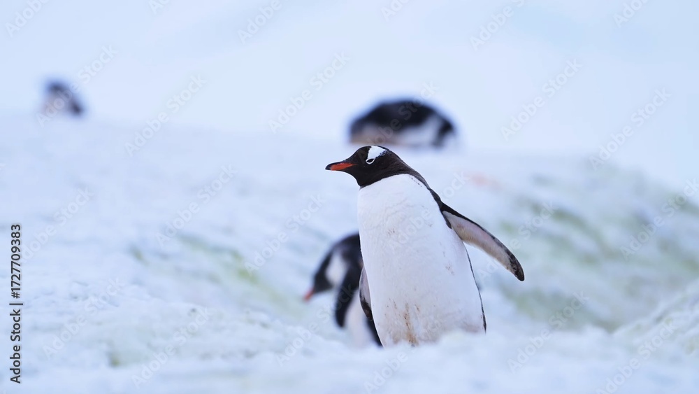 Obraz premium penguin in antarctica