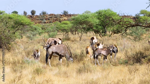 Canvas Print herd of elephants
