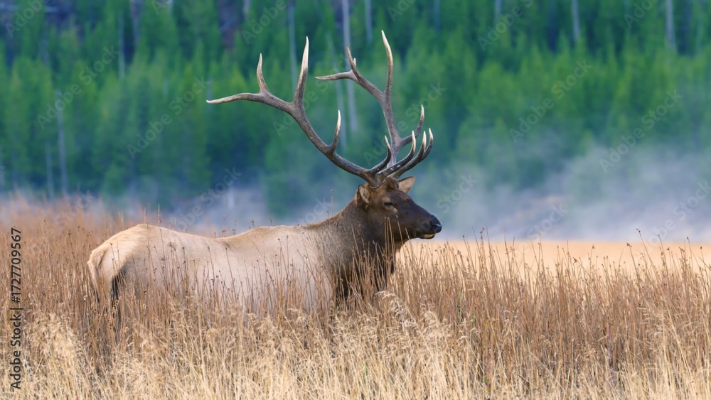 Fototapeta premium deer in the woods