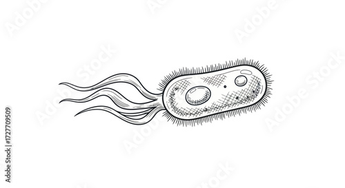 Hand-drawn illustration of a single bacterium with flagella.