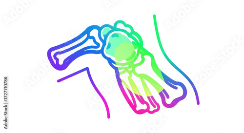 Anatomical Illustration of Human Foot Bones with Rainbow Gradient Outline.