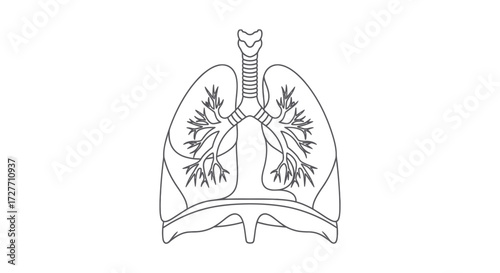 Detailed Black and White Outline of Human Lungs Anatomy.