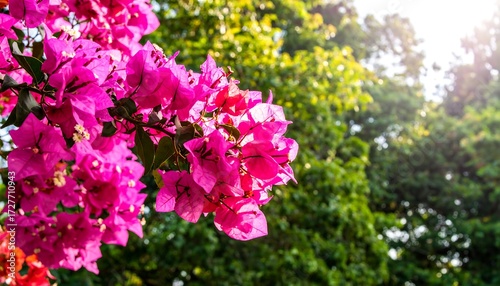 Vibrant pink bougainvillea blooms against a lush green, sunlit background