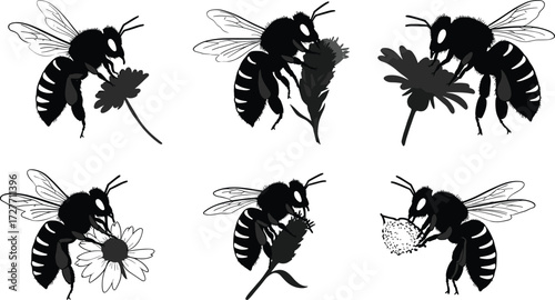 Bee illustration, flower interaction, insect anatomy, pollination behavior, black and white sketch, nature study, entomology art