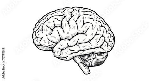 Anatomical Illustration of a Human Brain with Detailed Gyri and Sulci.