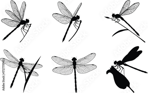 Dragonfly illustration, insect anatomy, black and white sketch, wing detail, nature pose, entomology art, educational reference