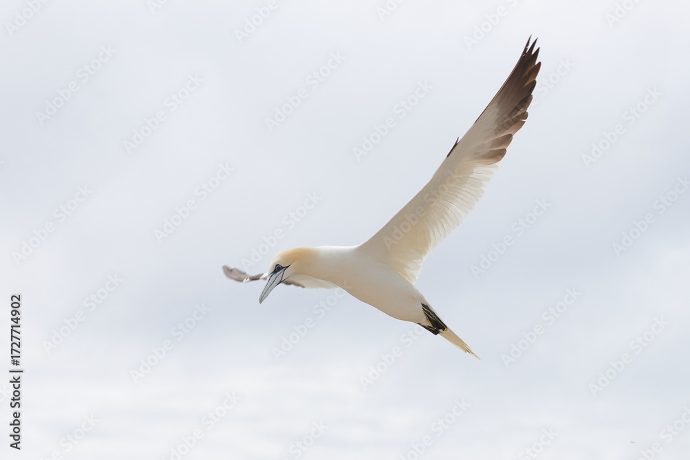 Fototapeta premium flying gannet