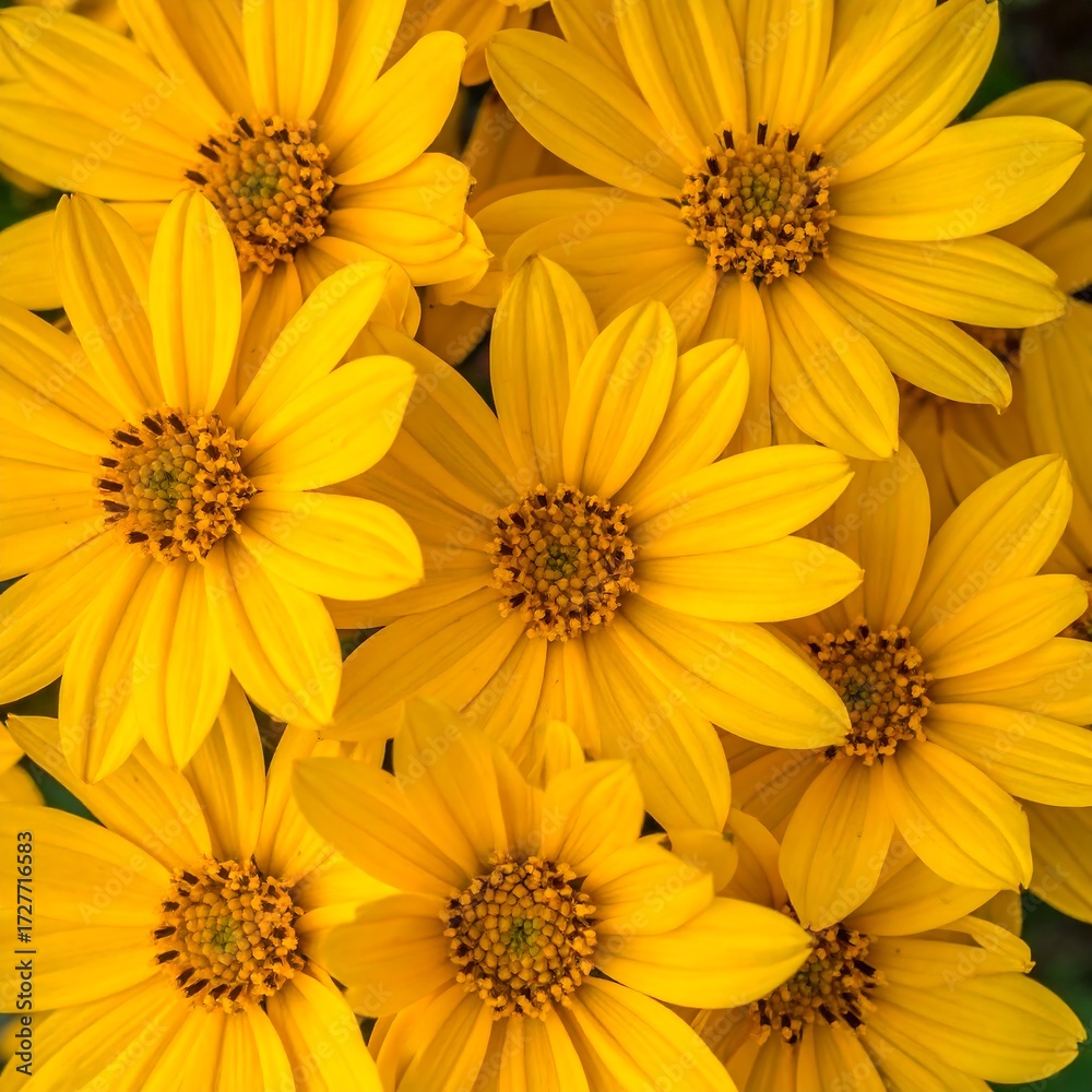 Fototapeta premium Close-up of vibrant yellow flowers