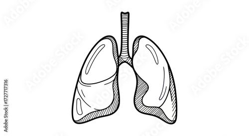 Anatomical Illustration of Human Lungs with Trachea.