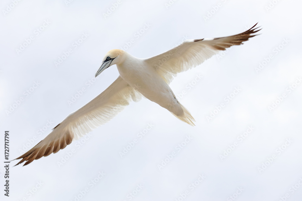 Fototapeta premium flying gannet