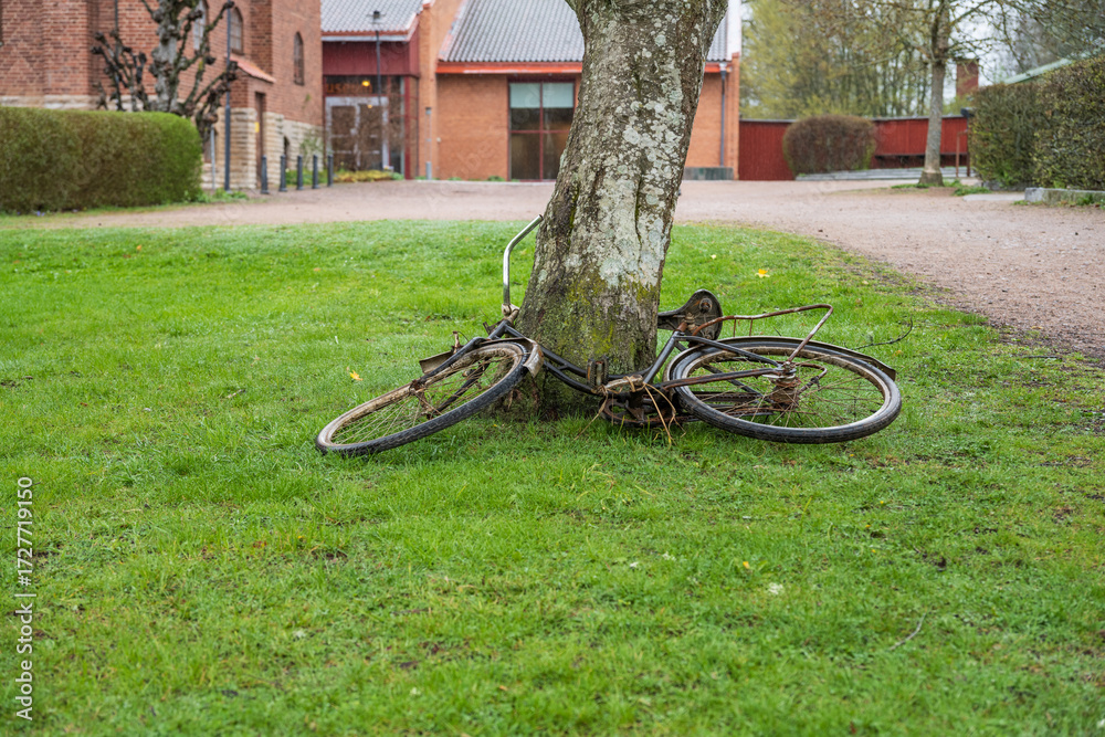 Fototapeta premium Old bicycle rusted and locked around tree trunk.