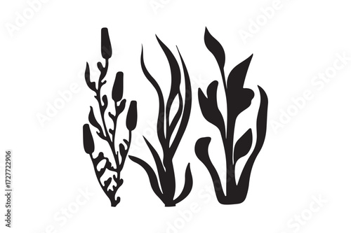 Black and white illustration of three types of aquatic plants