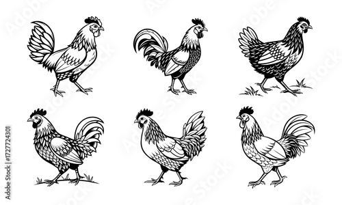 Collection of  stylized illustration of chicken 