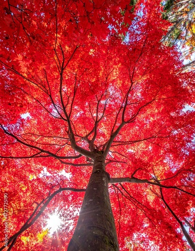 Autumn canopy vibrant red