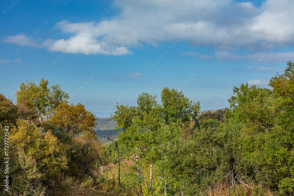 Obraz premium pine trees in the mountains