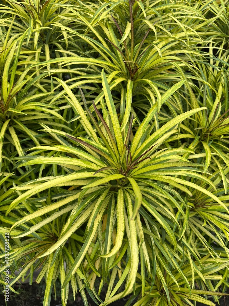 Fototapeta premium Vibrant yellow and green foliage of a tropical plant create a dense, textured background. Ideal for gardening, nature, or tropical design concepts.