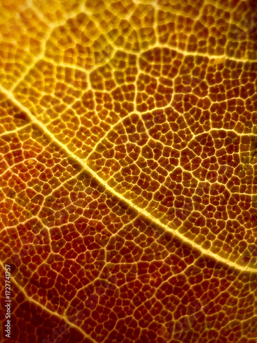 Detailed Macro of Fall Leaf Veins
