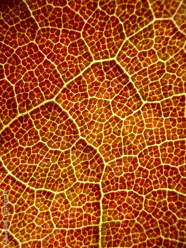 Macro Close-Up of Leaf 
