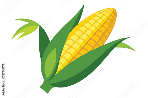 Fresh yellow corn still wrapped inside its green husk is displayed on white
