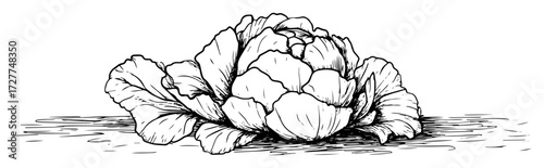 hand drawn cabbage vegetable sketch