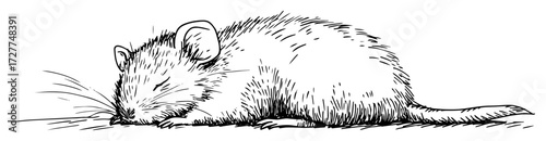sleeping mouse hand drawn illustration