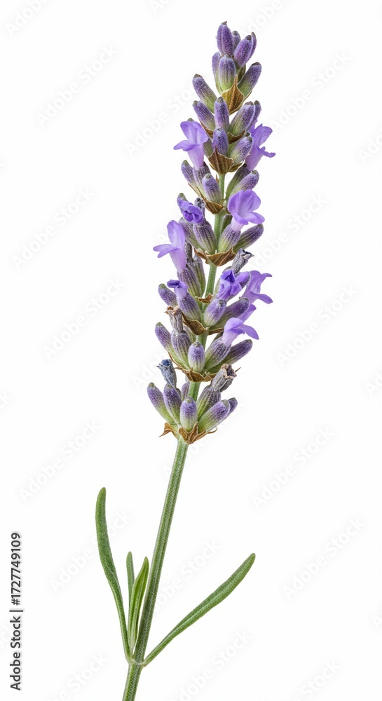 Fototapeta premium Lavender's Delicate Embrace: A close-up shot of a solitary lavender stem showcases its vibrant purple blossoms and slender green leaves, exuding an aura of tranquility and fragrance.