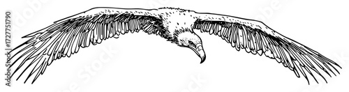 vulture flying with wings spread