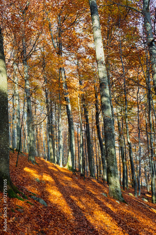 Obraz premium Madness in golden explosion of autumn beech forest in Norway, where sunlight breaks through golden leaves, a nordic woodland in the north of Scandinavia. Copy space.