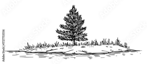 single pine tree on ground vector sketch