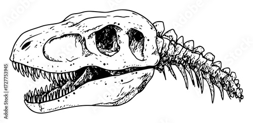 dinosaur skull and spine fossil sketch