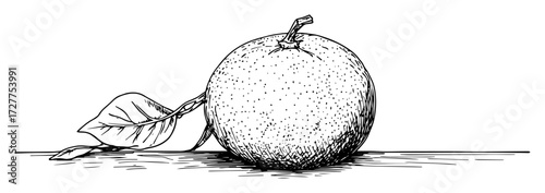 hand drawn orange fruit with leaf