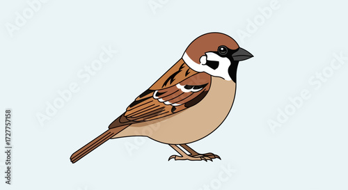 Illustration of a common house sparrow