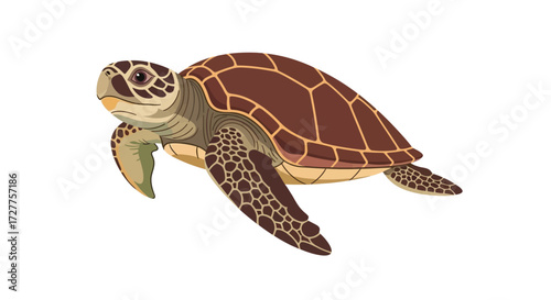 Sea Turtle Illustration