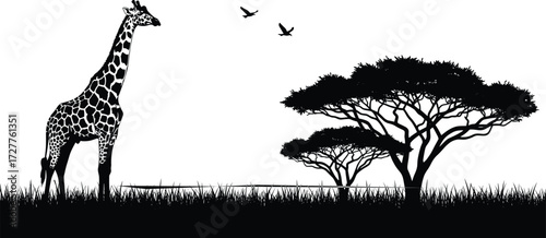 African savanna silhouette with giraffe, acacia trees, flying birds, grassland wildlife nature scene, minimal black and white vector