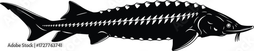 Stylized sturgeon fish silhouette with scutes and fins, black and white vector illustration for biology, nature, conservation, and education themes