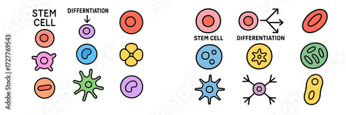 Understanding stem cell differentiation and its various forms in biological processes