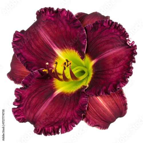 Close-up of a deep maroon daylily